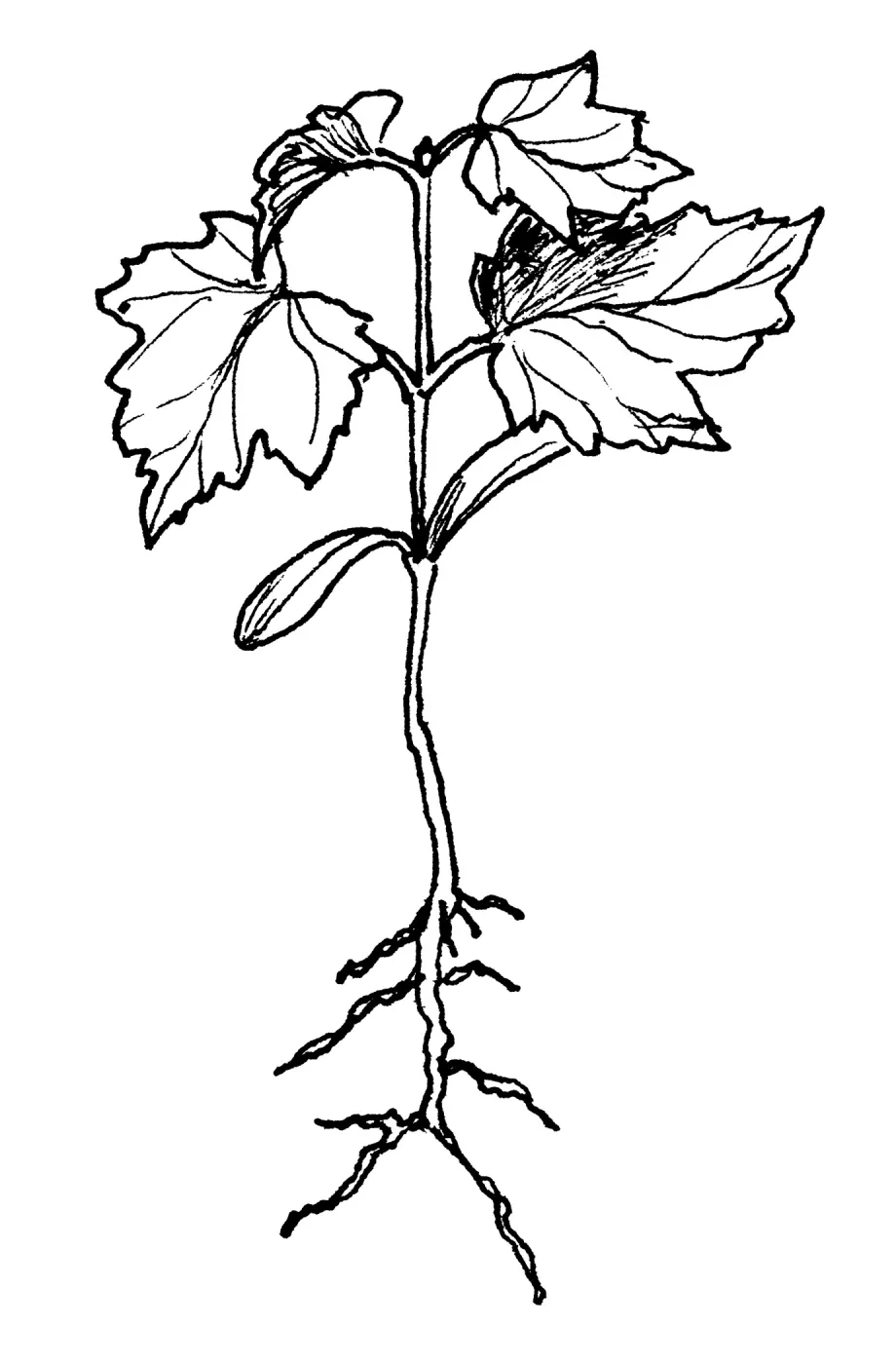 Big Leaf Maple Seedling