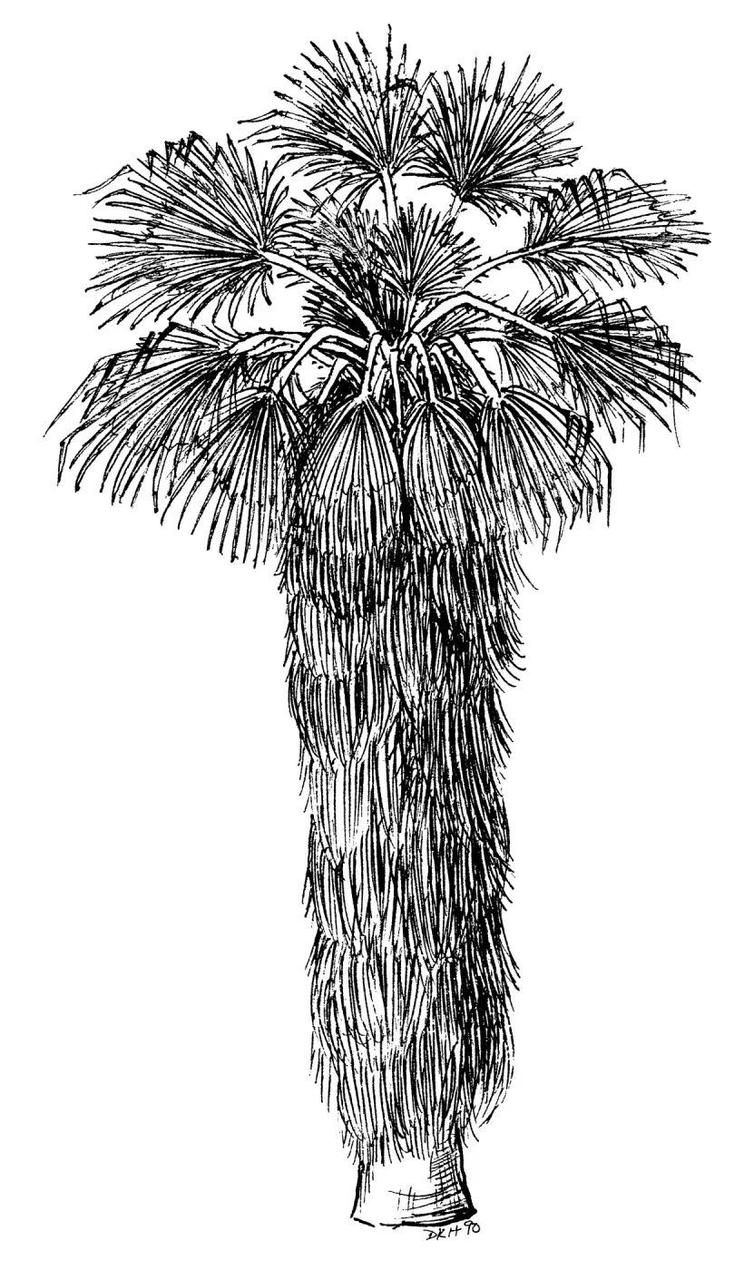 Fan Palm