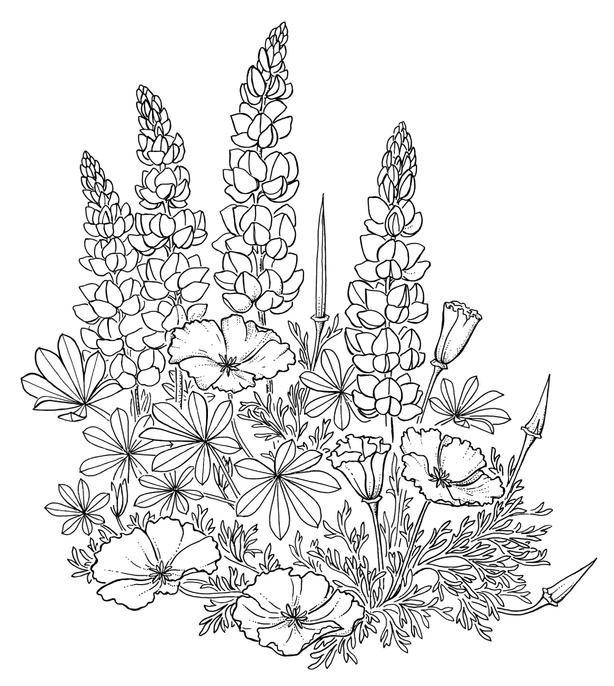 California Poppies and Lupine