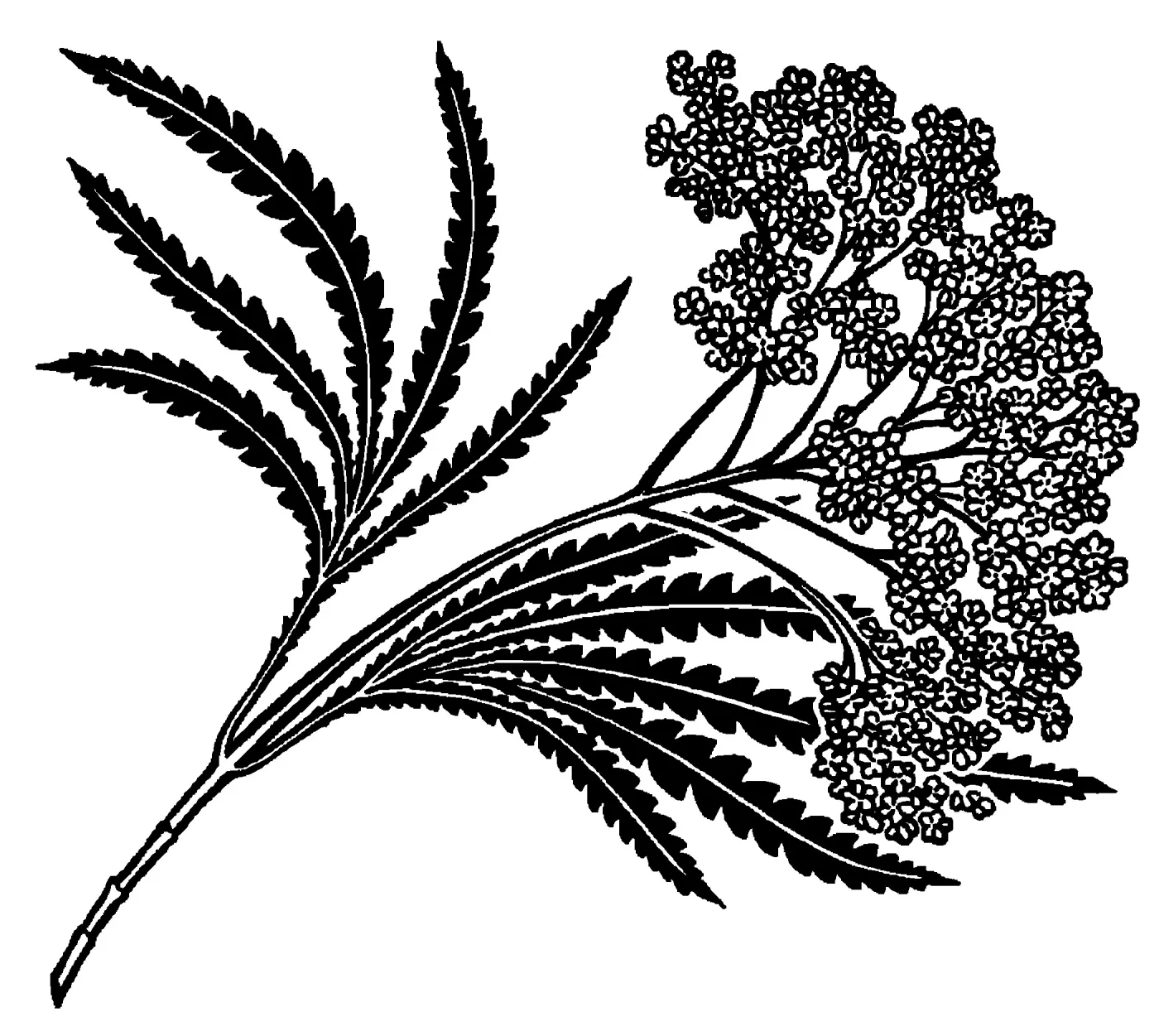 Santa Cruz Island Ironwood