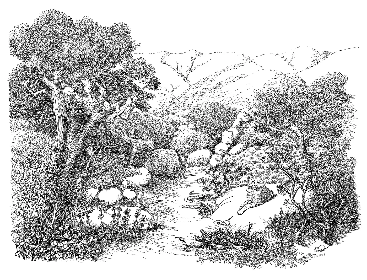 Chaparral (Coastal Live Oak)