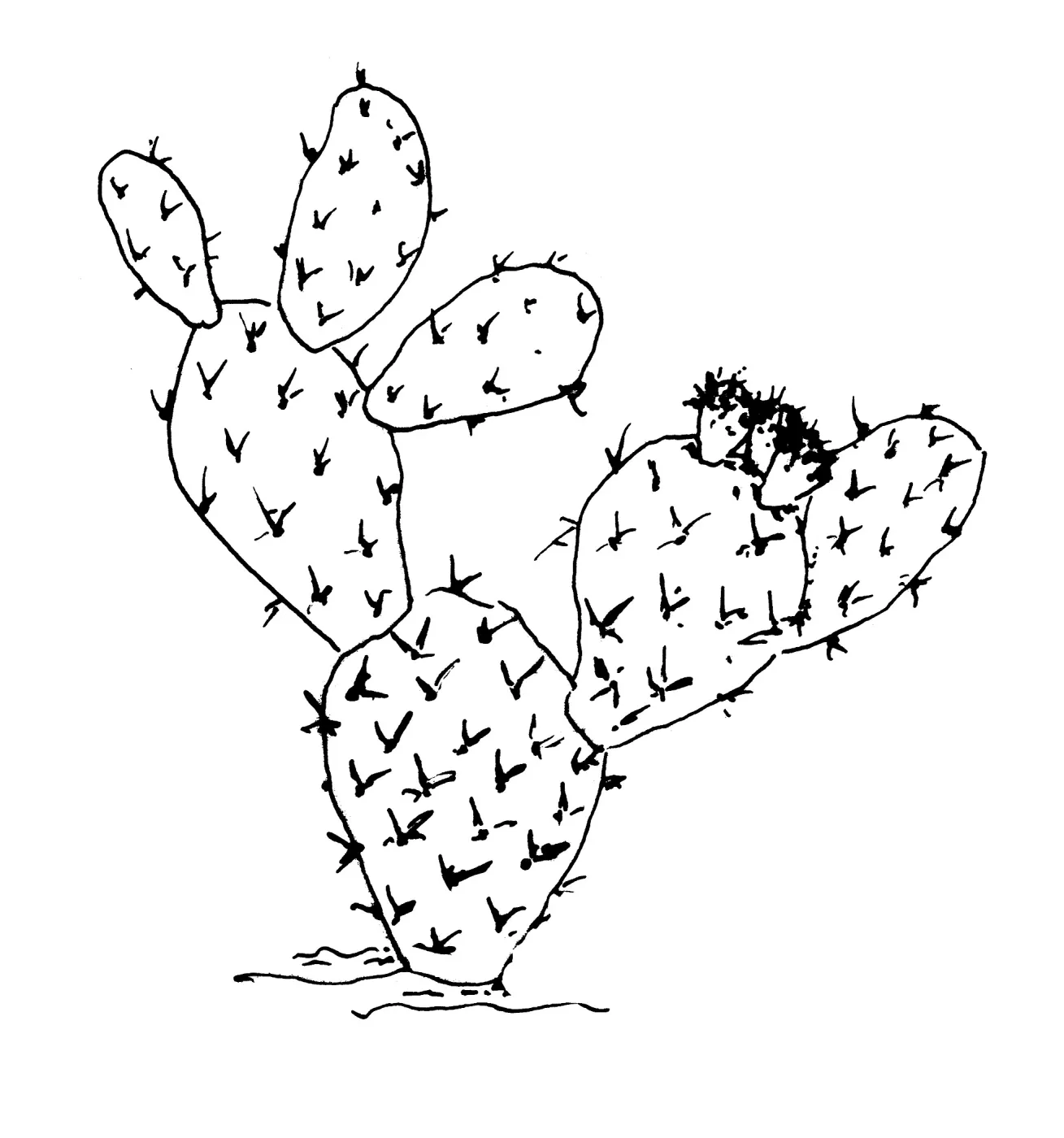 Prickly Pear
