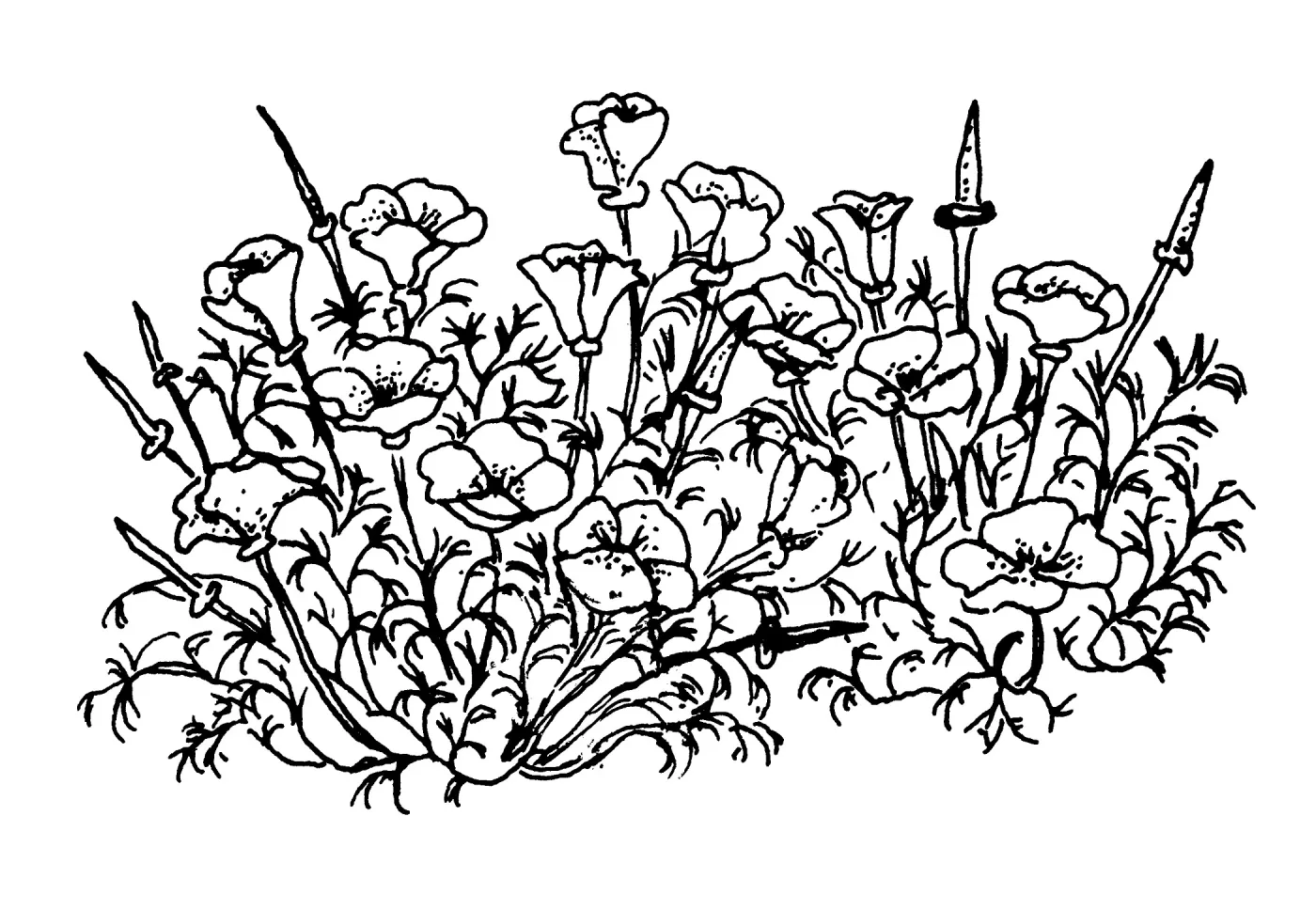California Poppy