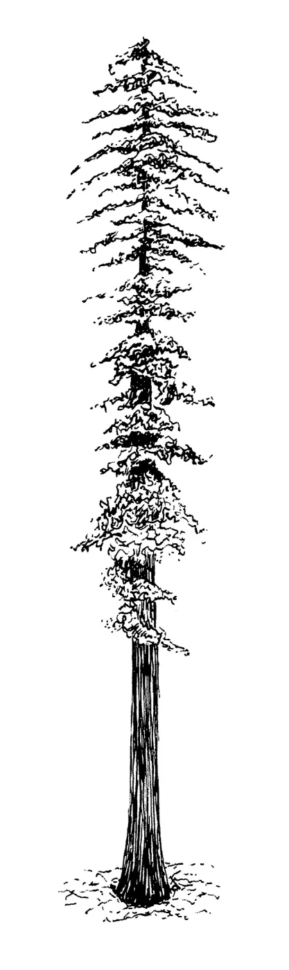 Redwood tree