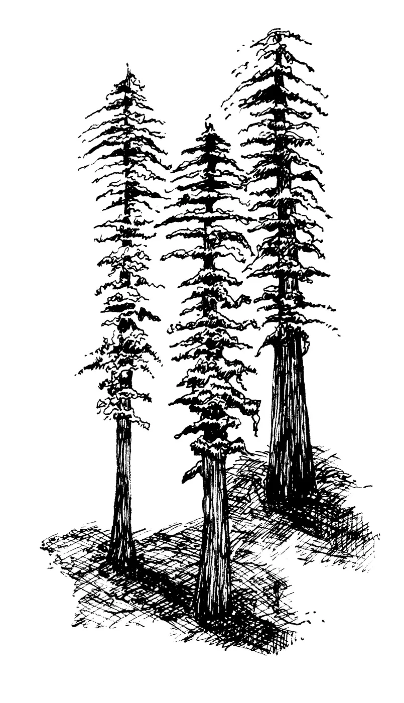 Redwood trees