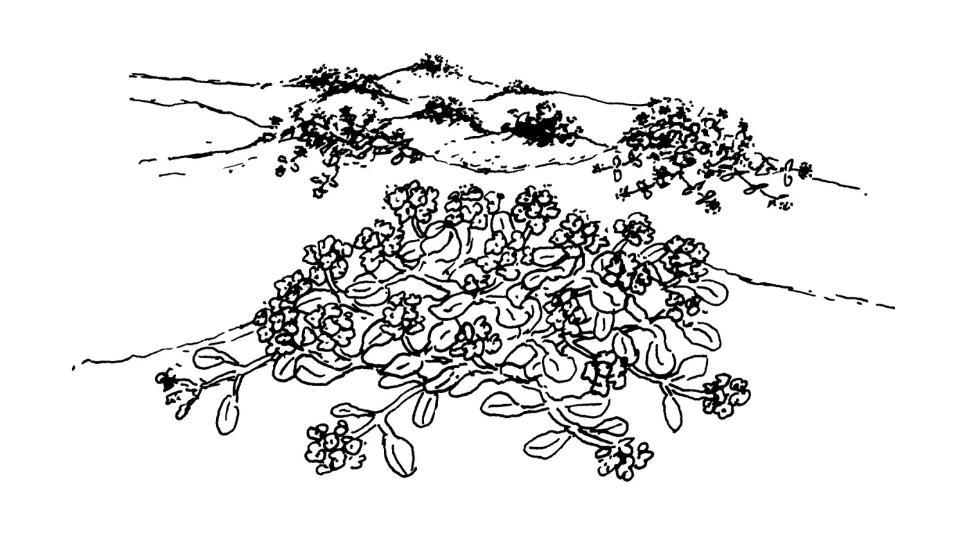 Sorrel, Verbena (Vervain)