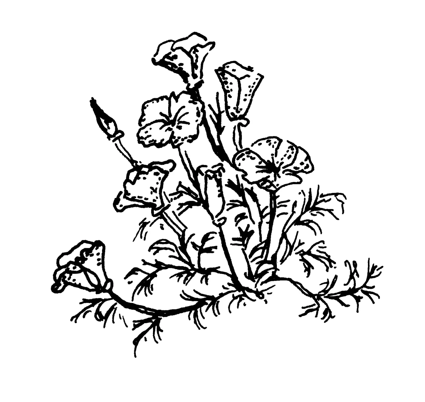 California Poppy