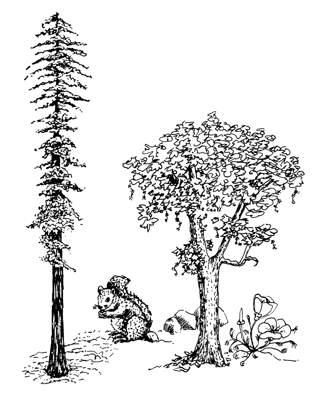 Redwood, squirrel, California Poppy, tree