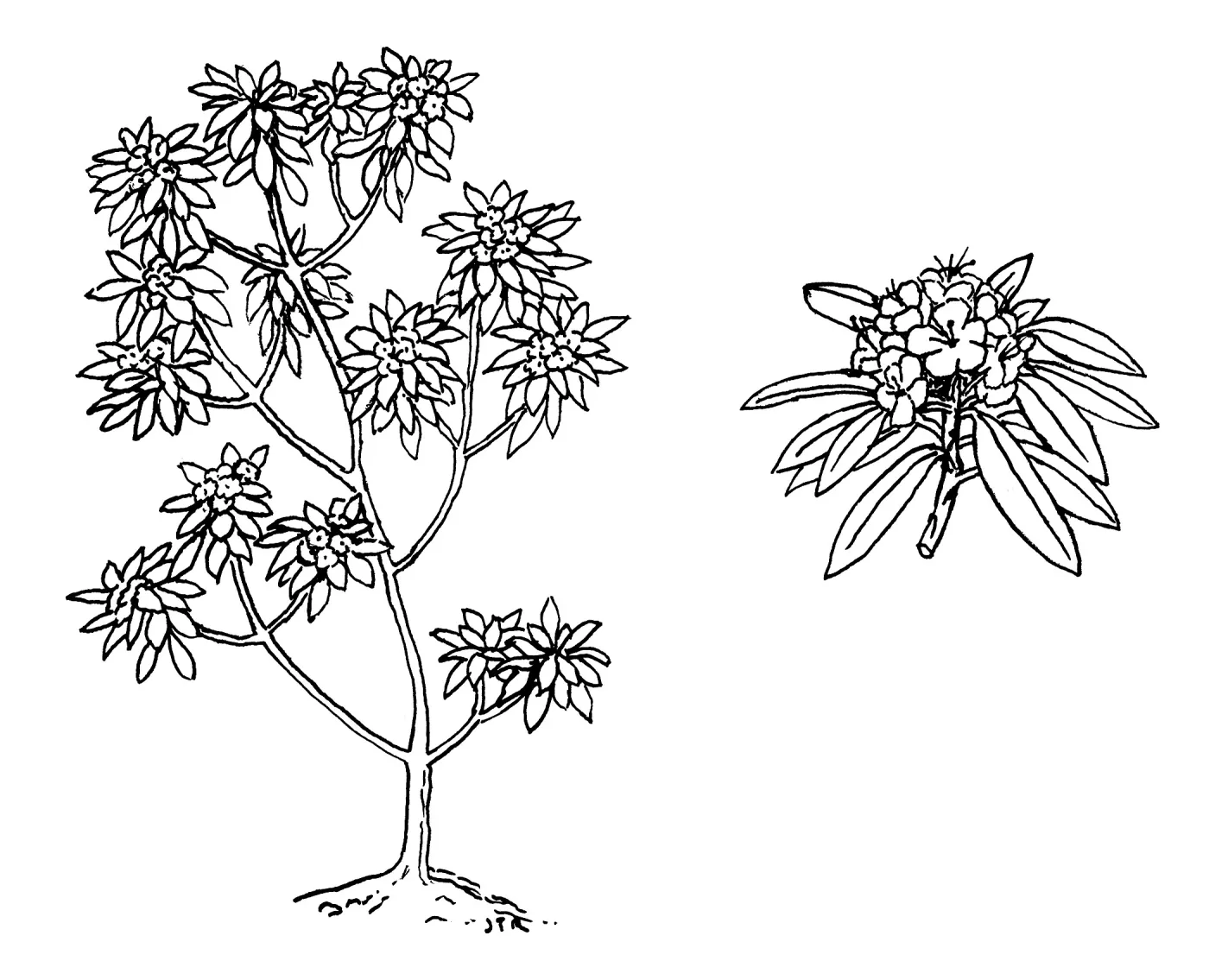 Rhododendron macrophyllum