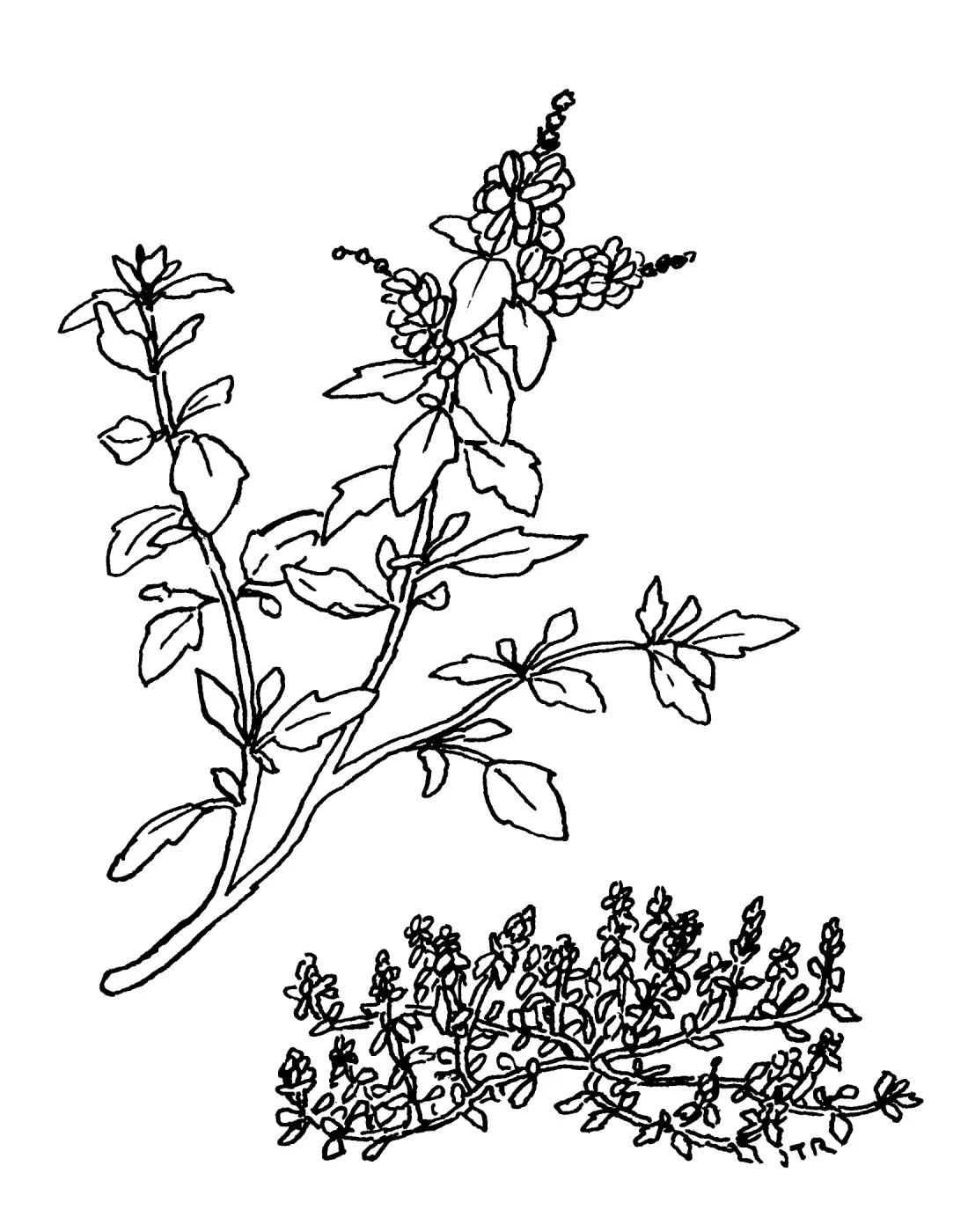 Saltbush