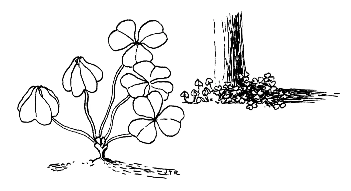 Redwood, Sorrel