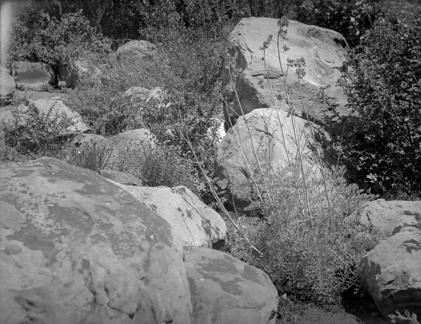 Dicentra in historic Ceanothus Section