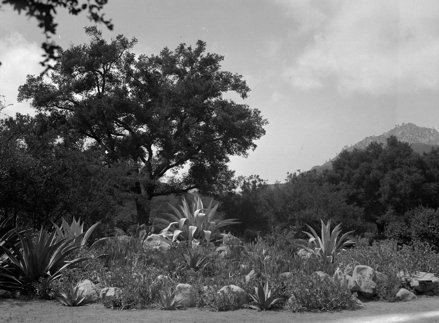 Early view of pond planted with exotic Agaves