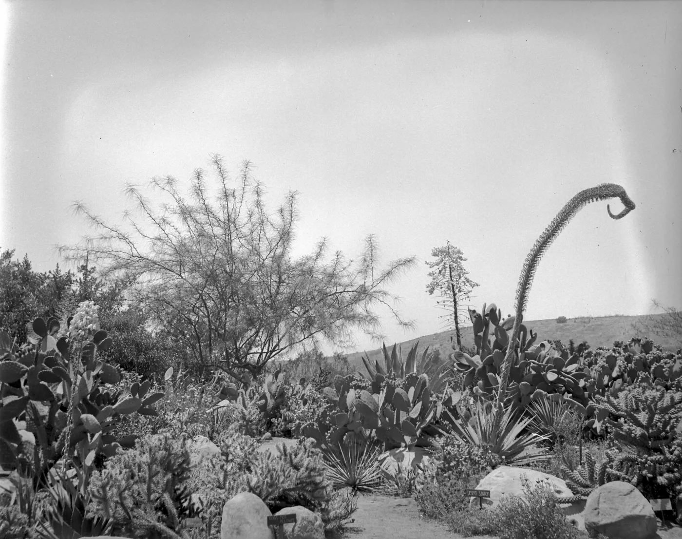 Early view of the desert section