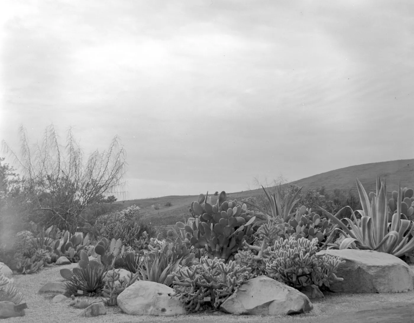 Early view of the desert section with exotic Agaves