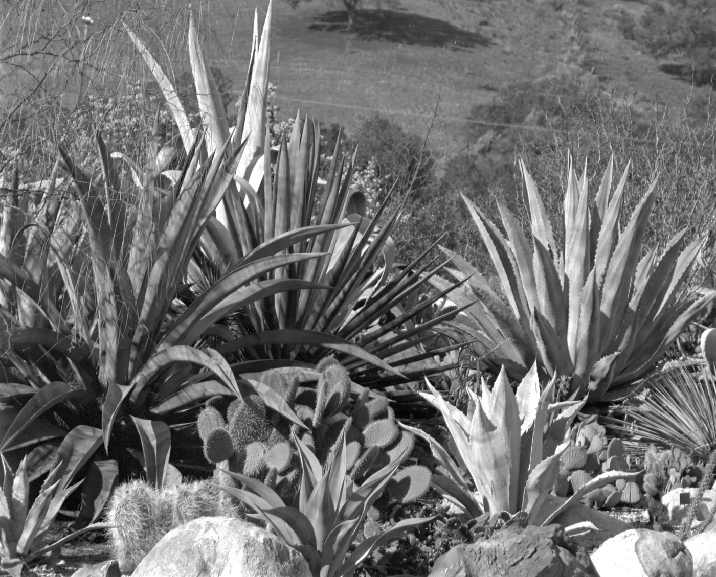 Early view of the desert section with exotic Agaves