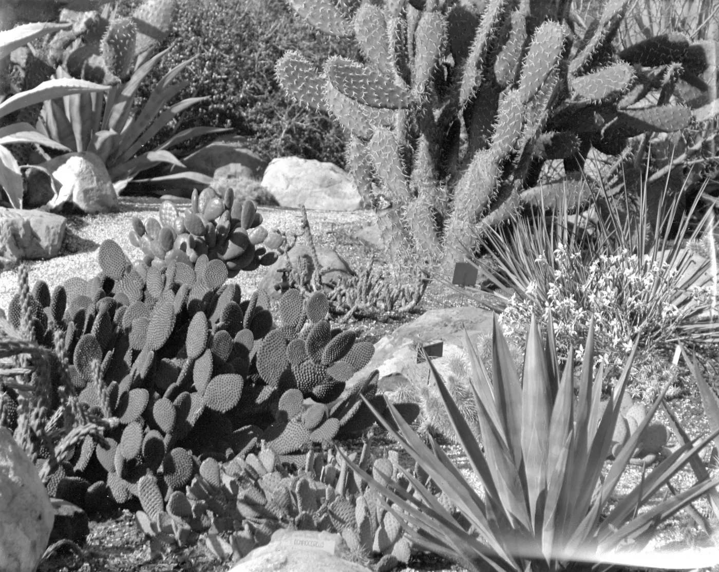 Early view of the desert section planted with exotic cacti and succulents 