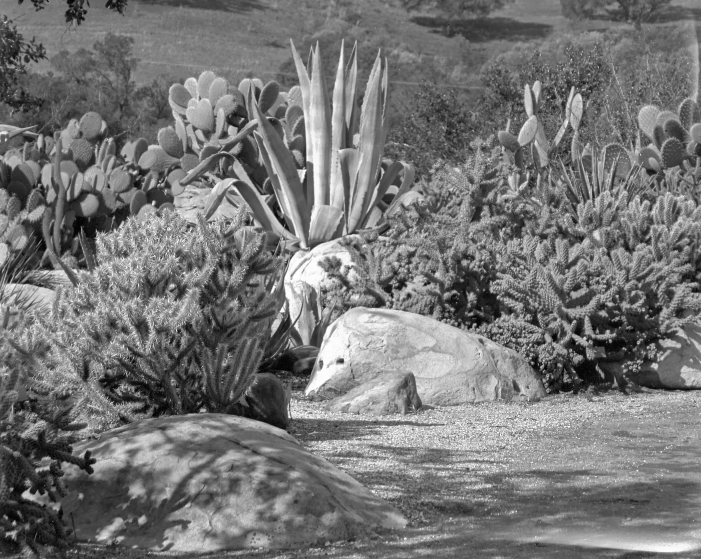 Early view of the desert section planted with exotic cacti and succulents 