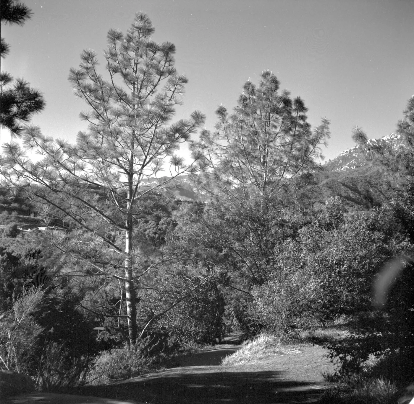 Porter Trail (historic Forest Section?) looking northwest