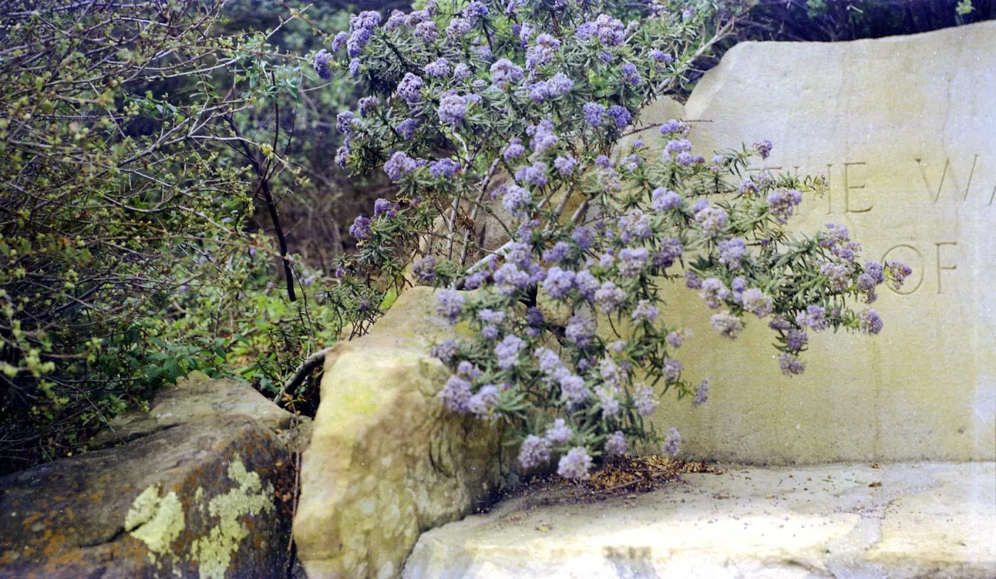 Ceanothus cascade over the Pritchett Bench
