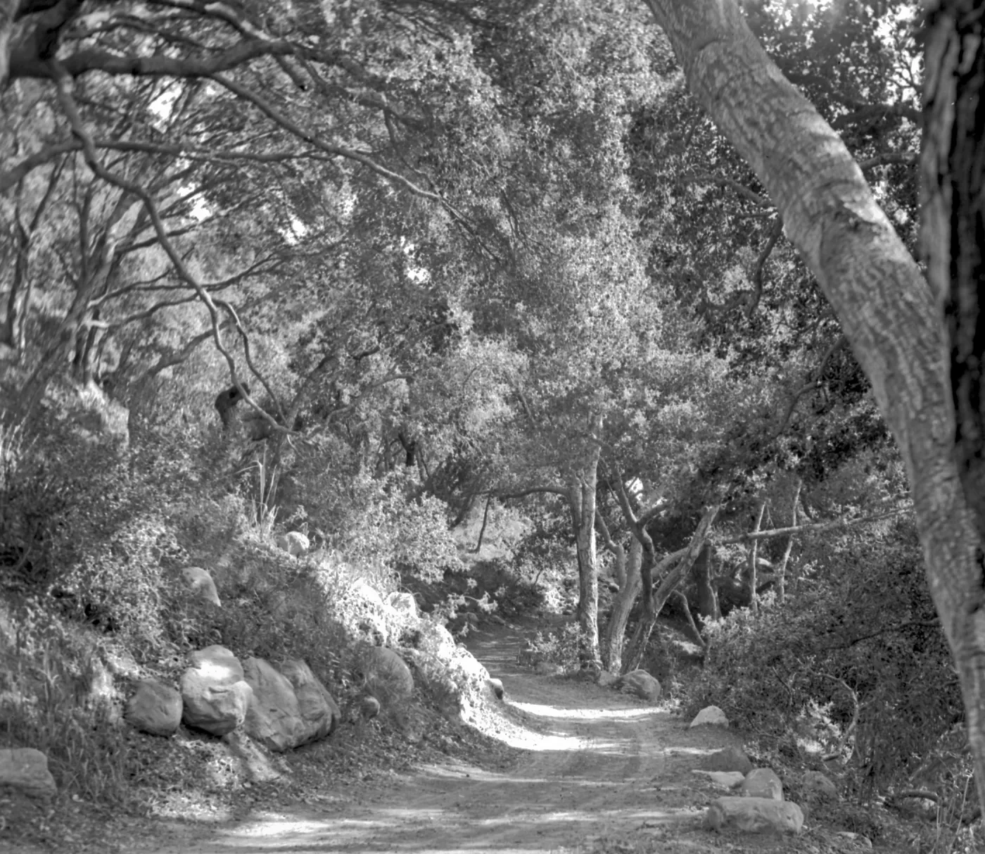 Probably the Canyon Trail on west side of Mission Creek after it was enlarged to allow vehicle access