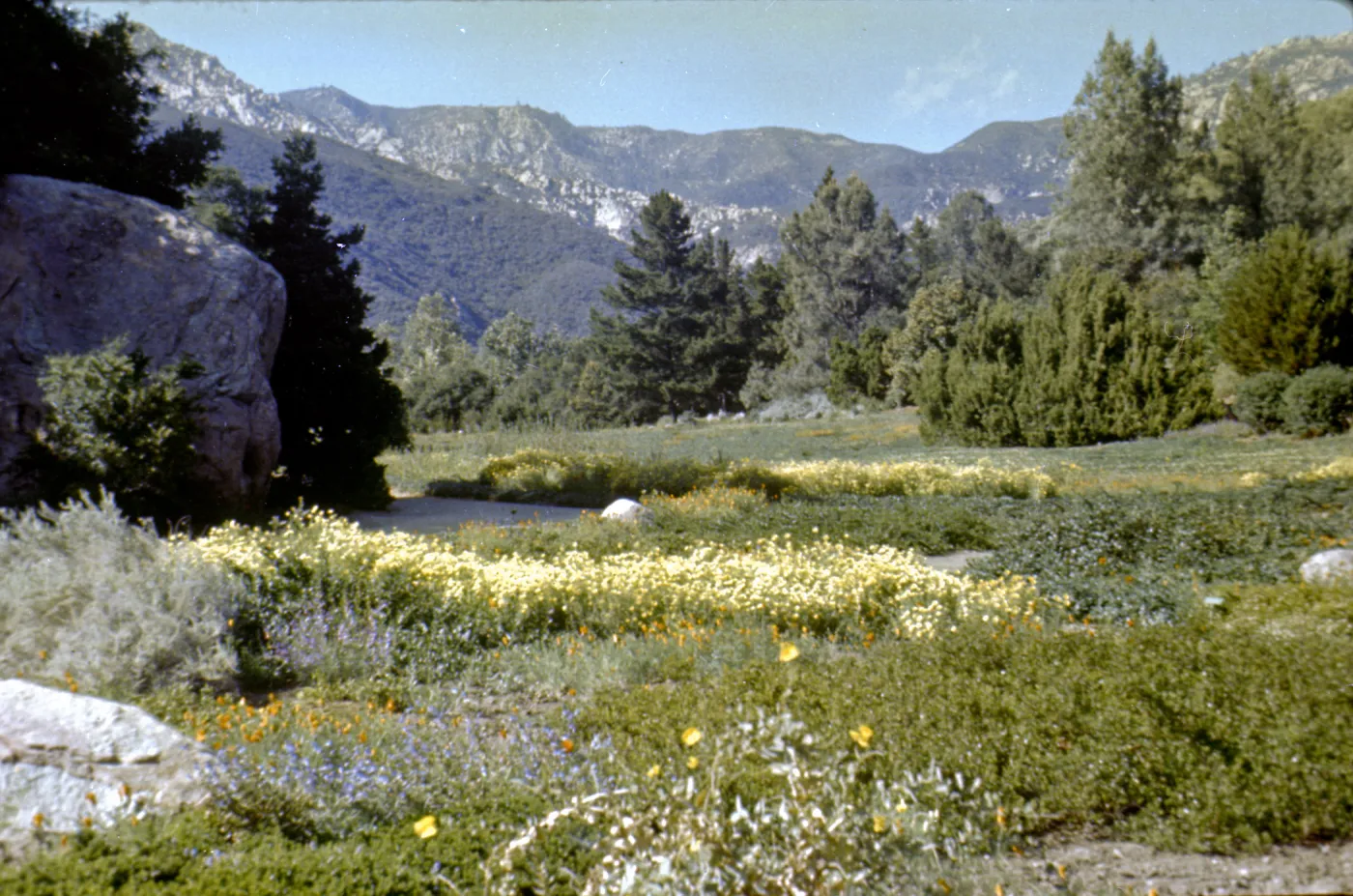 Meadow in the 1950s (original was a slide)
