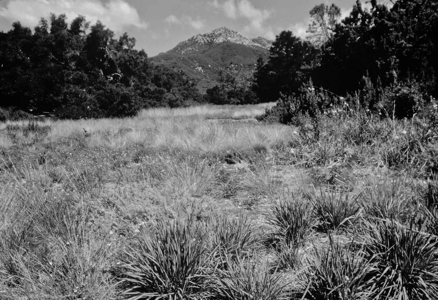 Bunch grasses in the Meadow
