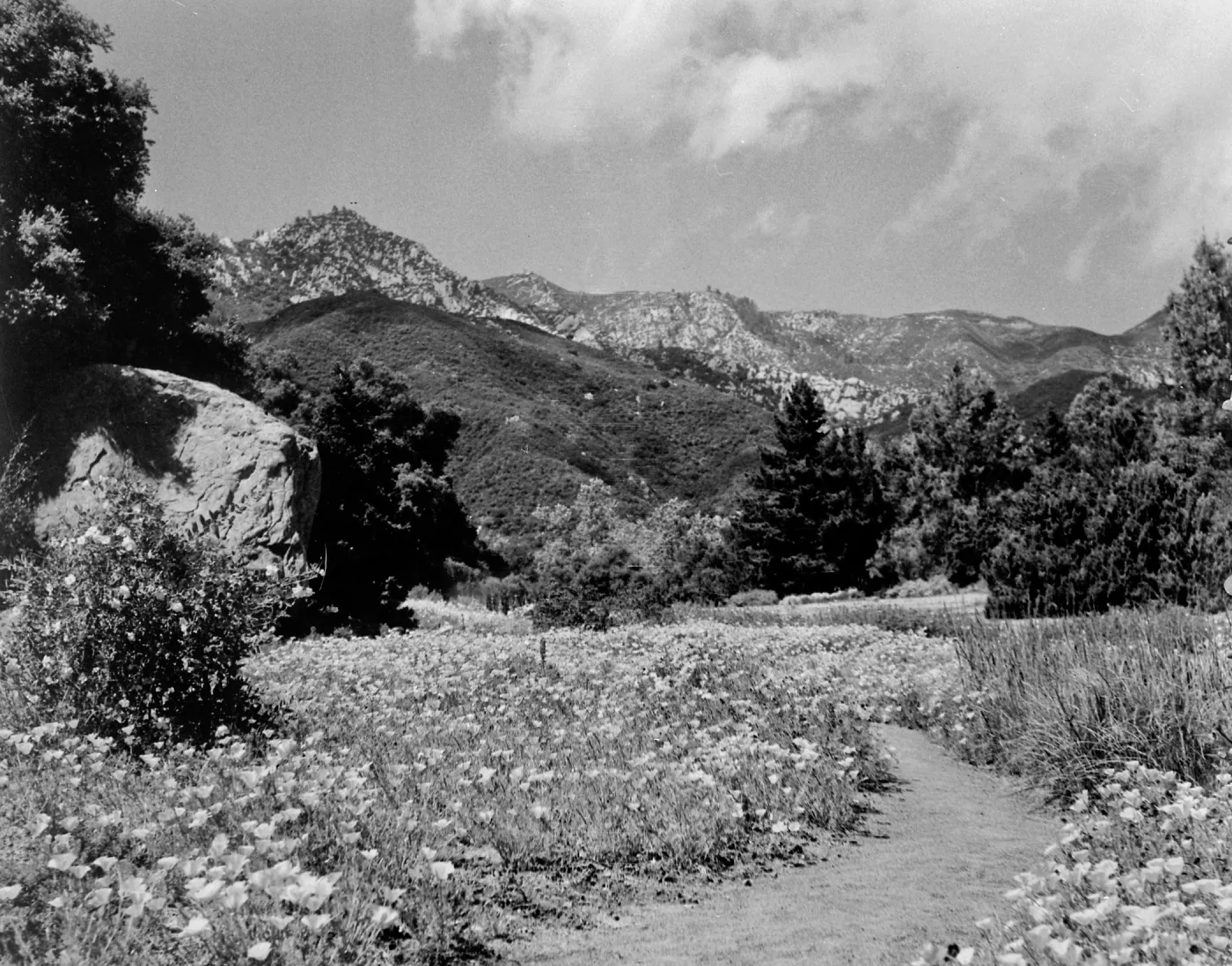 Wildflower display in lower Meadow
