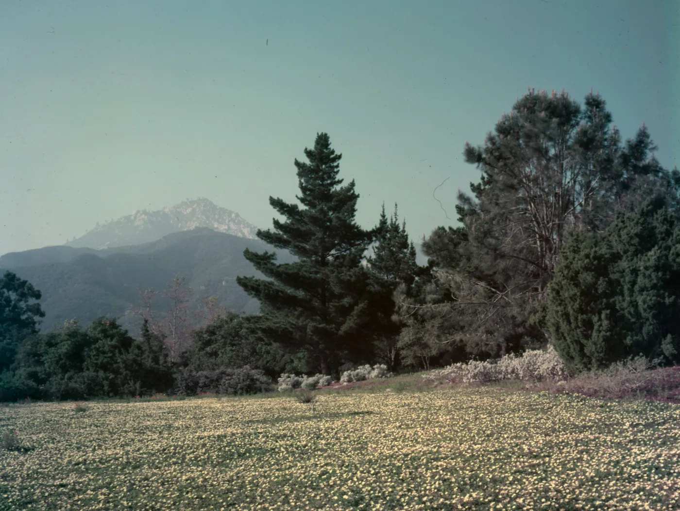 View of upper Meadow, planted to strawberry