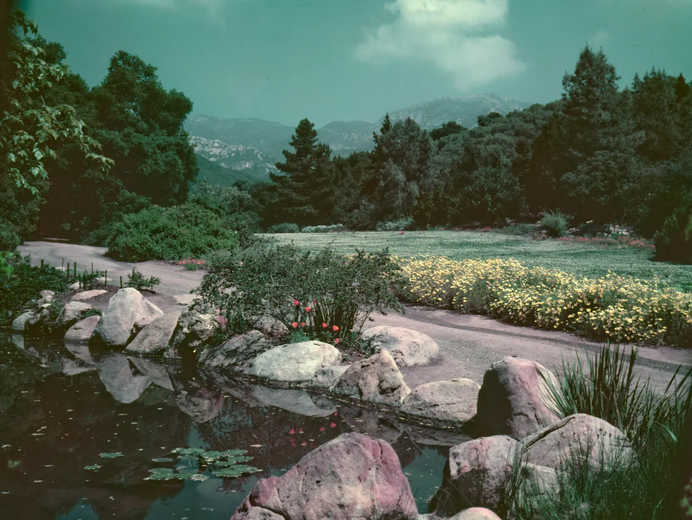 View of strawberry meadow with Coreopsis maritimus border and pond in foreground