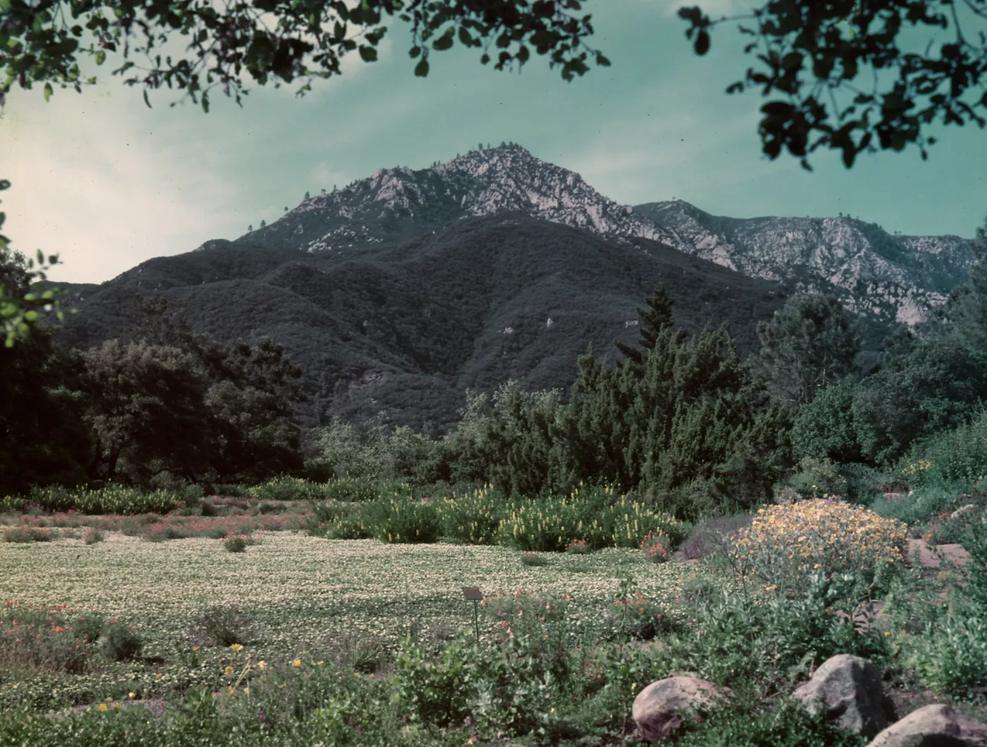 View of strawberry meadow with bush lupines