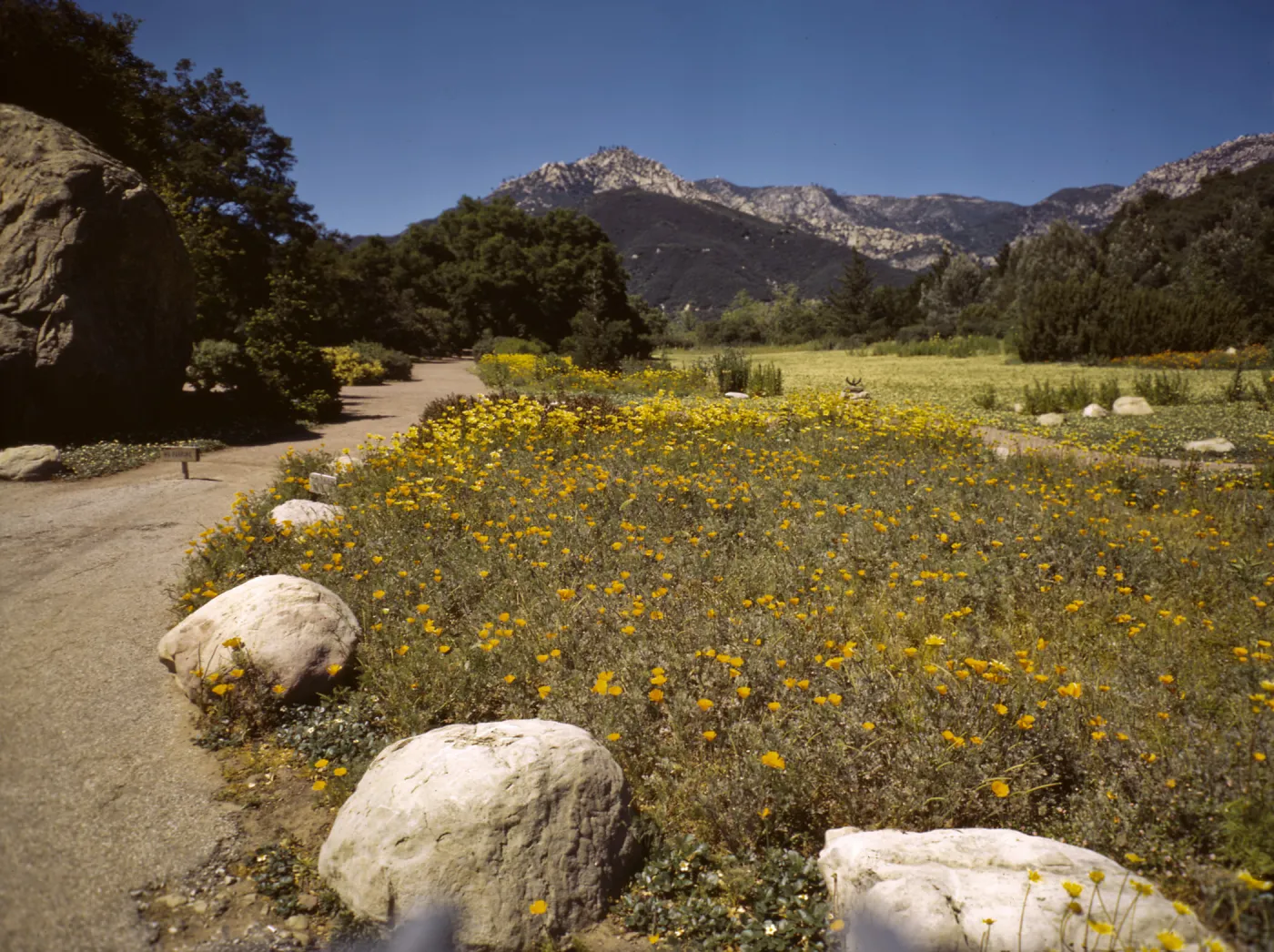 View of strawberry meadow before new entrance. Poppies in lower meadow