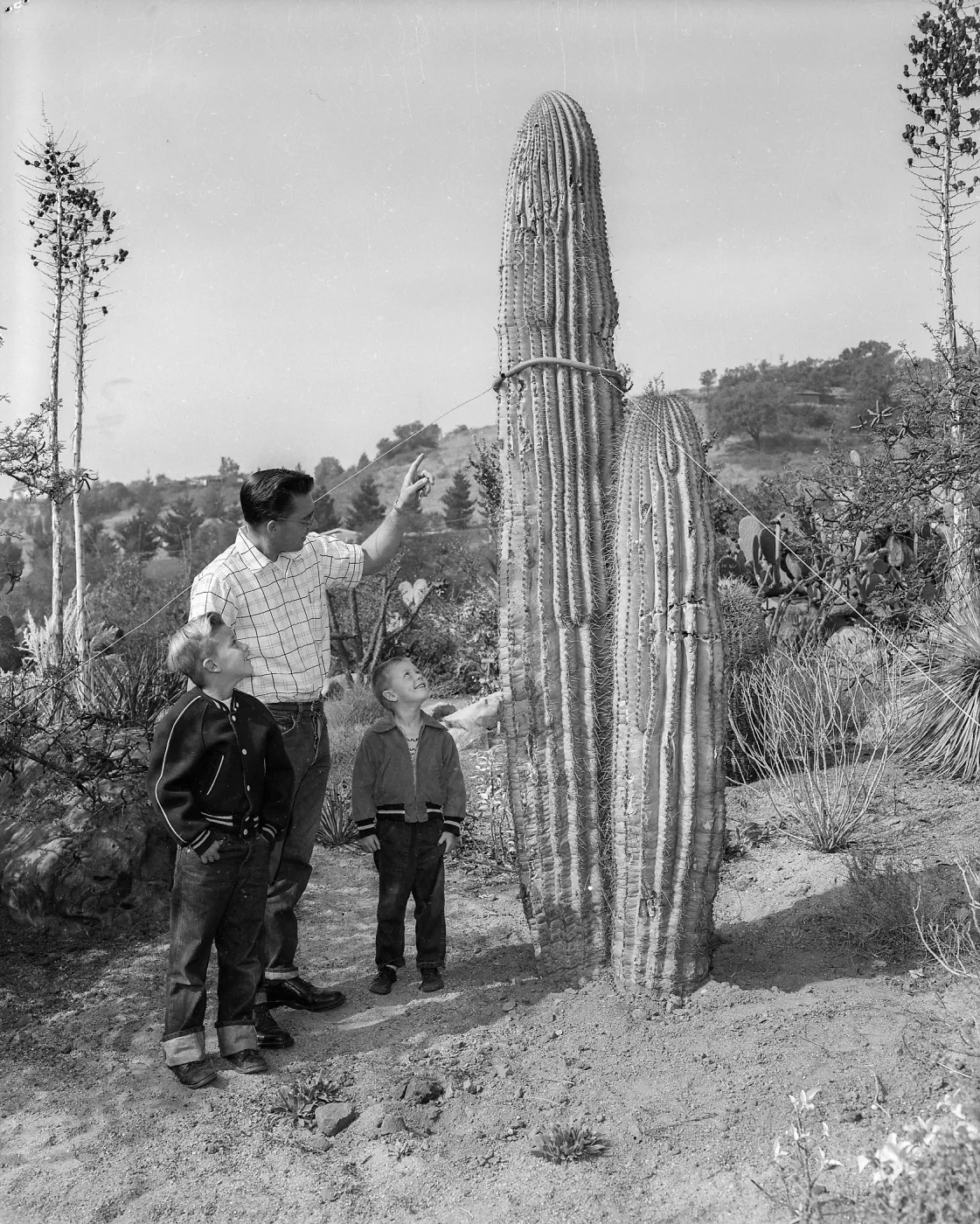 A black and white photo of a young man showing two boys a Sagaro cactus.