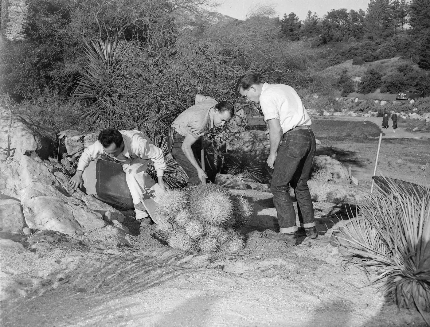 ?, Jose Torres and Richard Williams of the Garden staff planting a clump of Barrell Cactus in the Desert Section