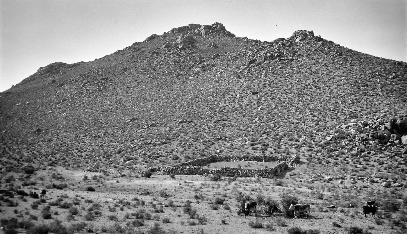 ï¿½Ballarat Tripï¿½ cattle and stone corral