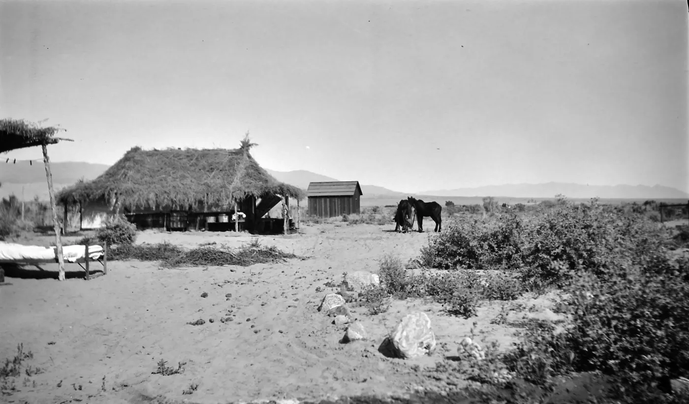 Black and white photograph of two buildings, one with a palm frond roof and two black horses in front of it.