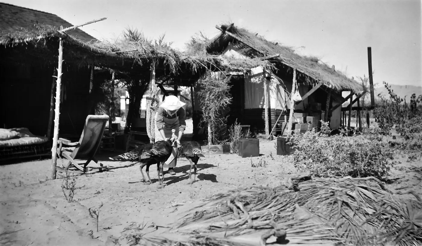 Black and white photograph of a woman feeding turkeys in front of a building with a lawn chair and a roof made of palm fronds.