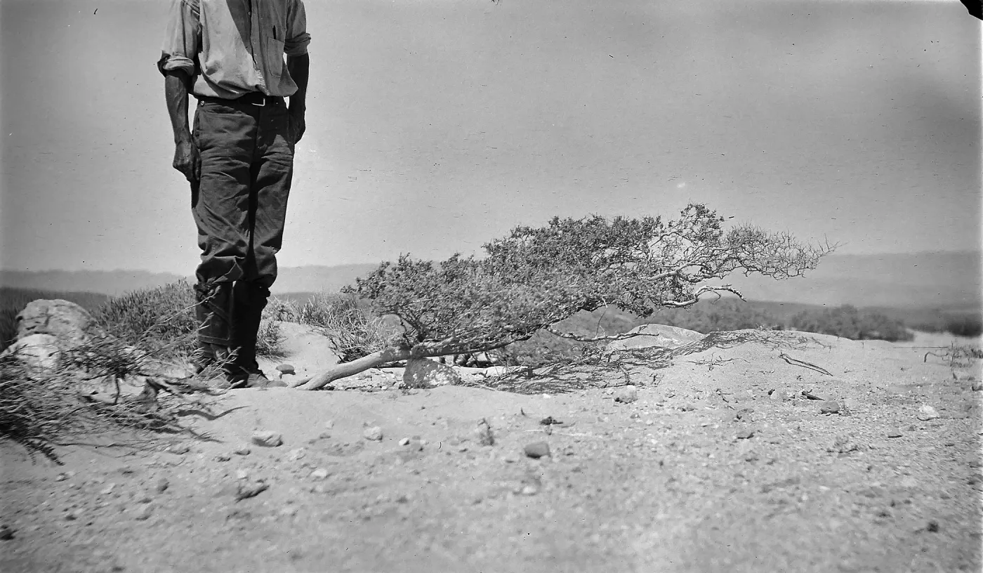 Black and white photograph of a man standing beside a low-growing shrub.