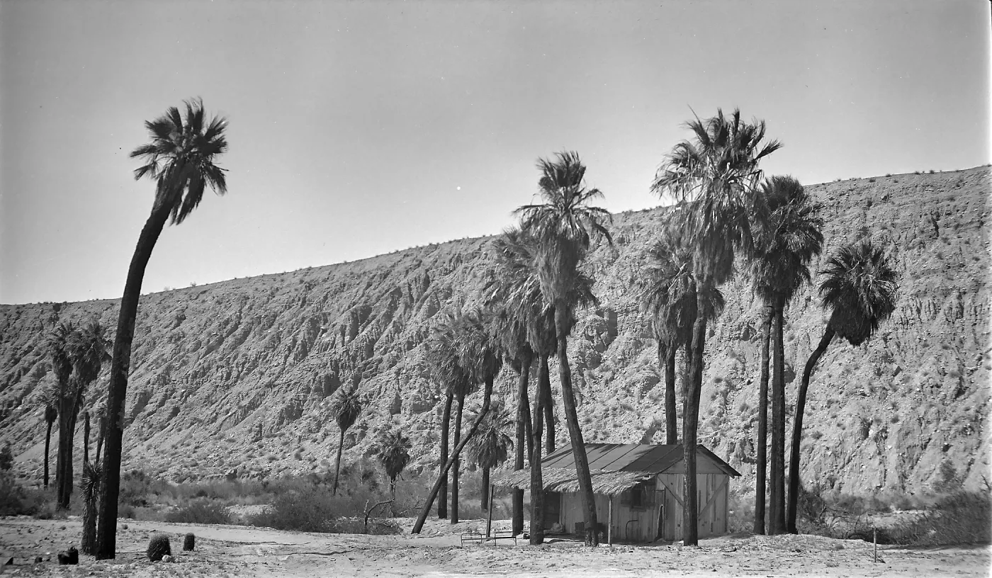 Black and white photograph of a small wooden structure surrounded by tall palm trees set against a desert hill.