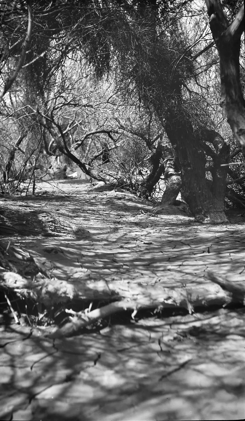 Black and white photograph of a dry creekbed running beneath leafless bushes, taken from a low angle.