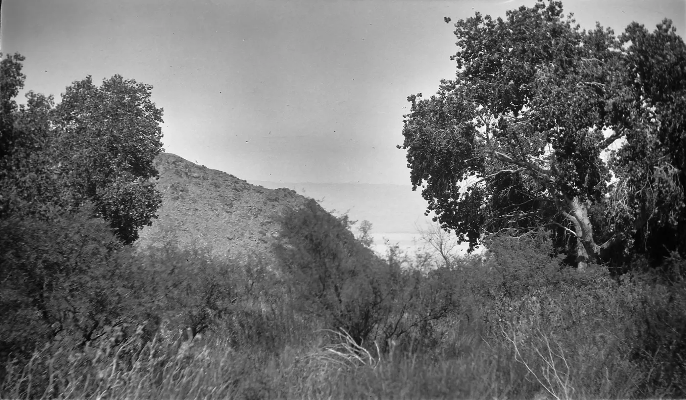 Black and white photograph of a hilltop with trees and desert scrub bushes overlooking a canyon.