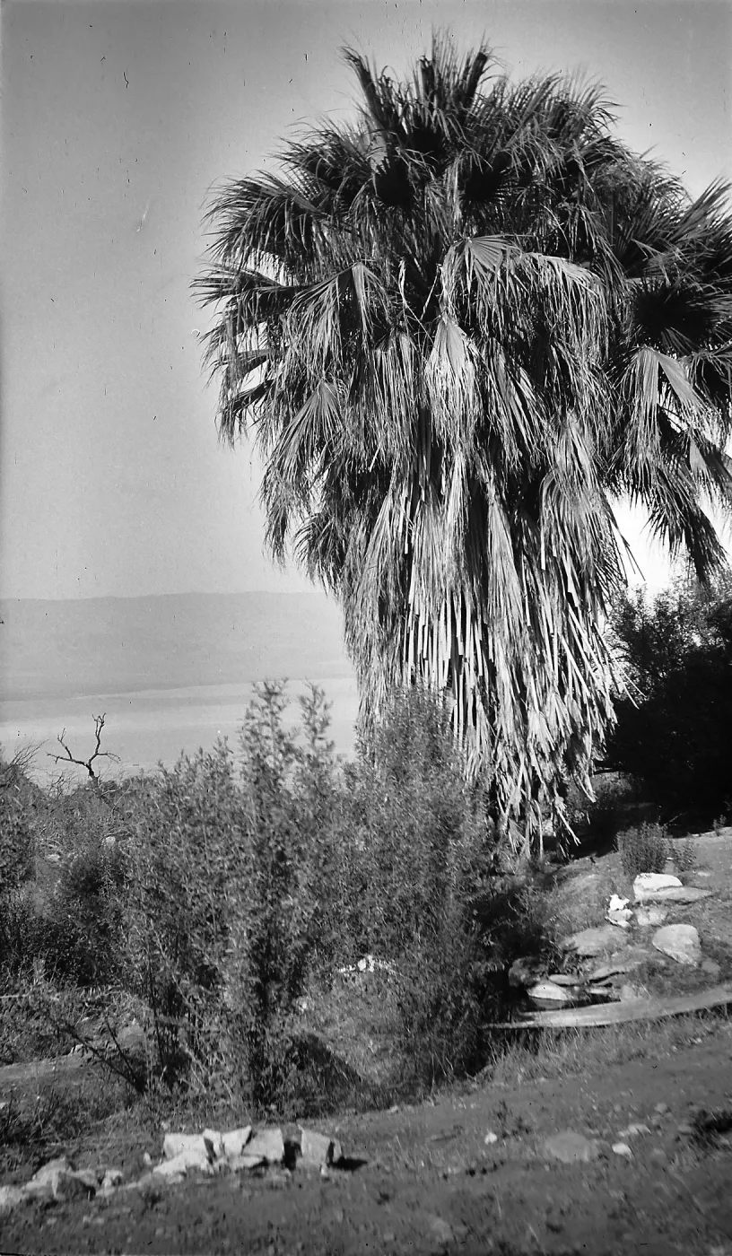 Black and white photograph of a large palm tree overlooking a canyon, river, and hills in the distance.