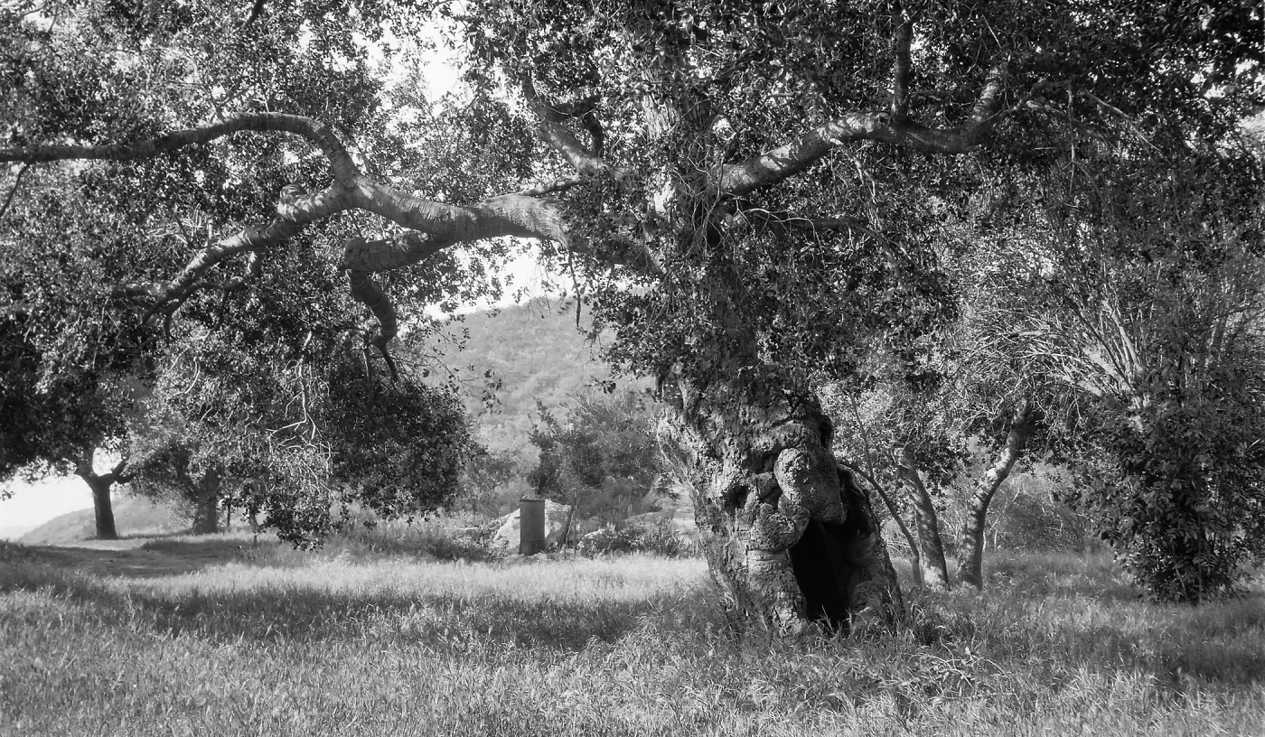 Black and white photograph of a clearing with several leafy trees, one with a hollow trunk, with a hill in the background.