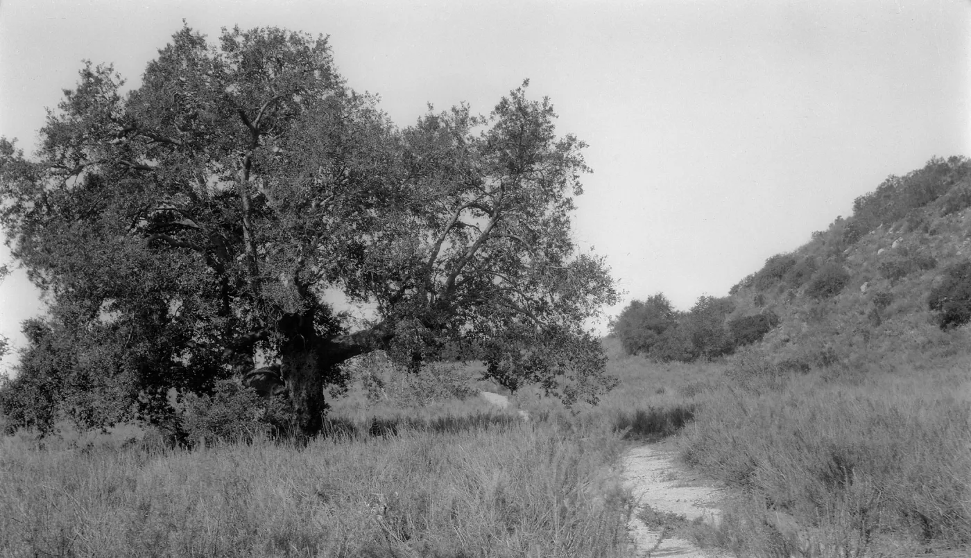 Black and white photograph showing a dirt path through a desert scene of grasses with a leafy tree on the left side.