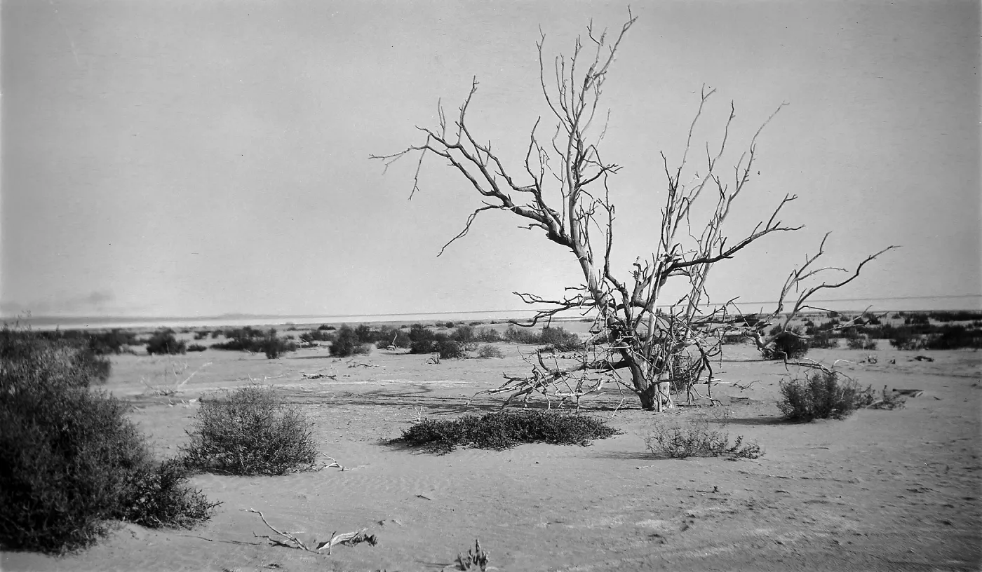 Black and white photograph showing a desert landscape with small brush clusters and one leafless tree.