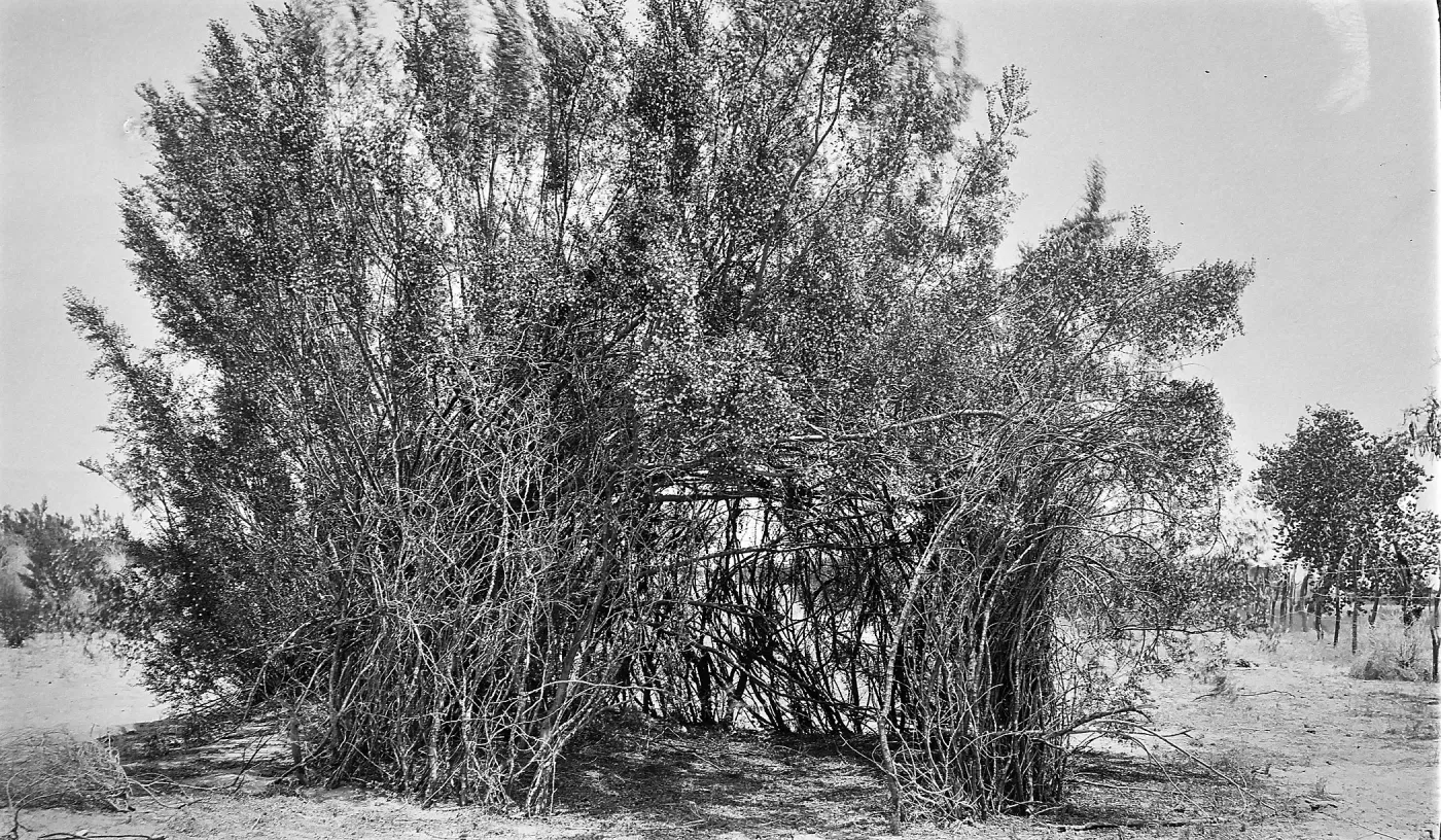 Black and white photograph of a circle of brush that forms a low open space in a desert setting.