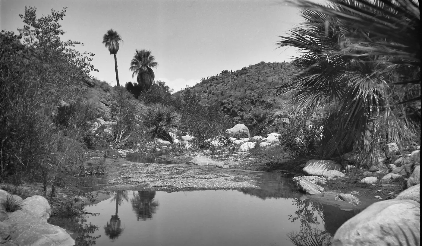 Black and white photograph of a small pool of water surrounded by desert plants and palm trees.