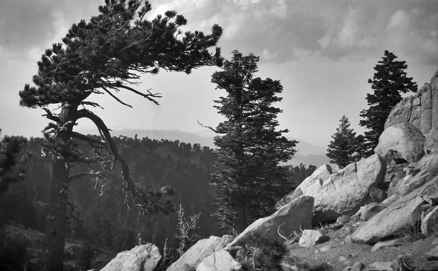 Pine trees, Palm Springs to Mount Santa Rosa