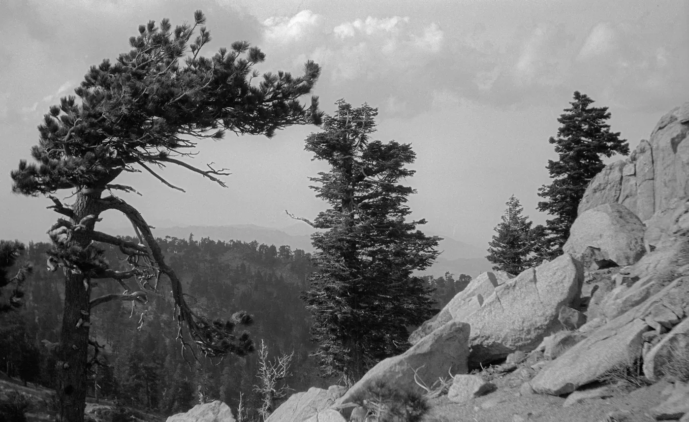 Black and white photograph of pine trees growing on the rocky side of a mountain with a forest in the background.
