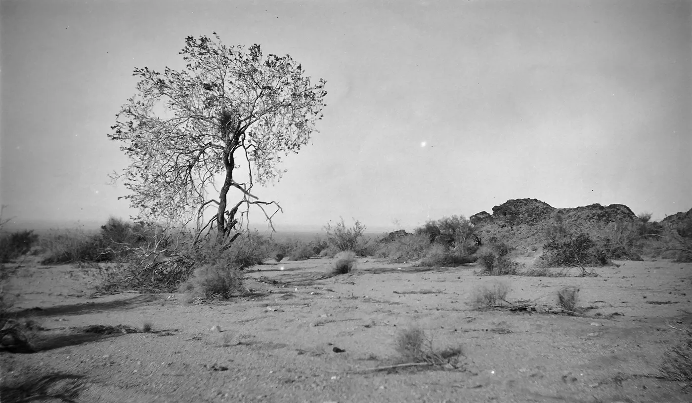 Black and white photograph of a desert landscape with a single tree in the foreground and a rocky outcropping to the right.